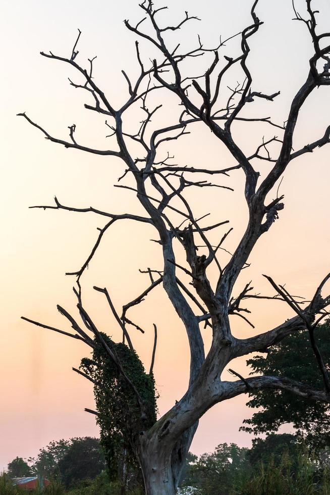 Trees, dead branches, dead above the countryside. photo