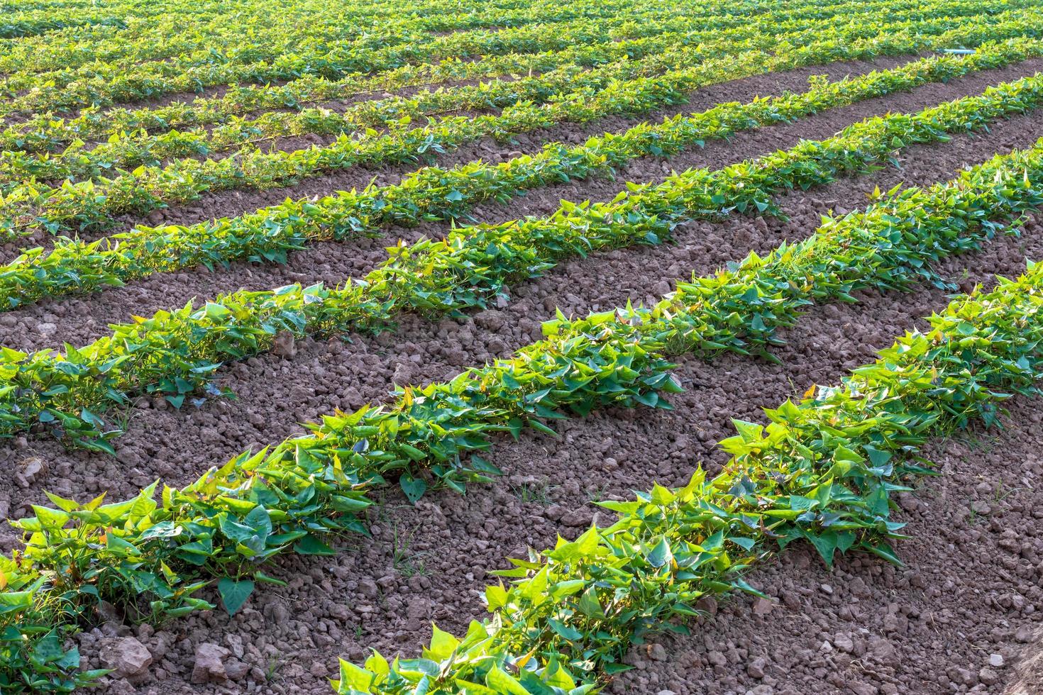 Background garden, sweet potato plantation. photo