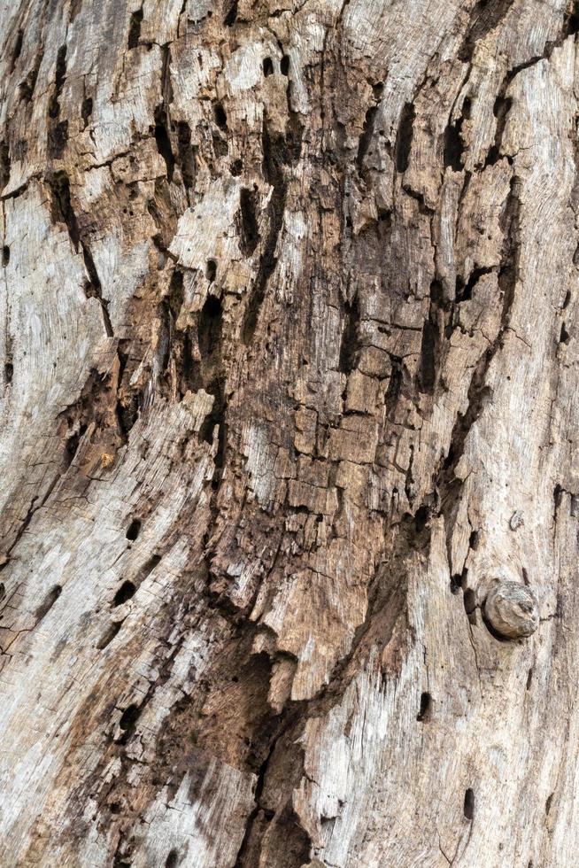 Close up of the remains of an old wooden surface decay. photo