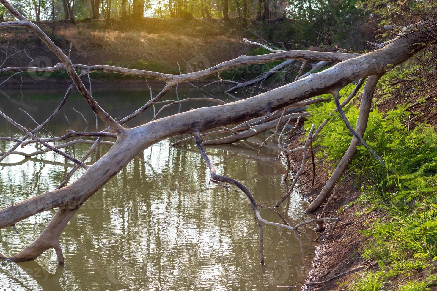 Dead trees fell into the canals. photo