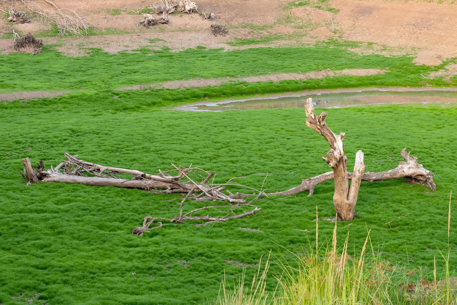 Dried stumps with fresh green grass. photo
