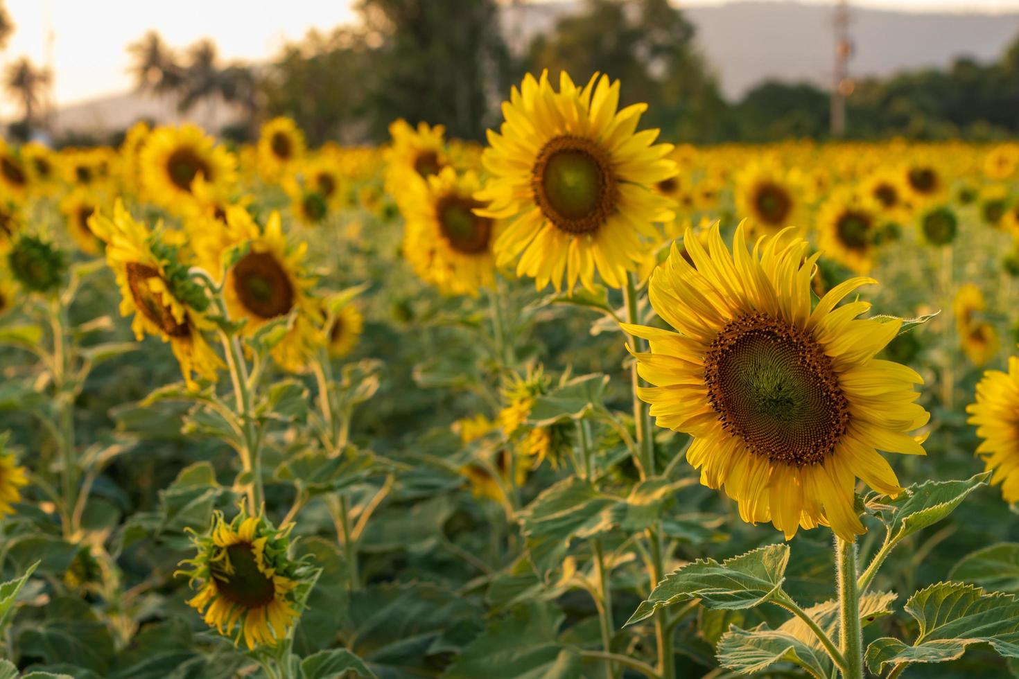 Many sunflowers bloom beautifully in a wide field. photo