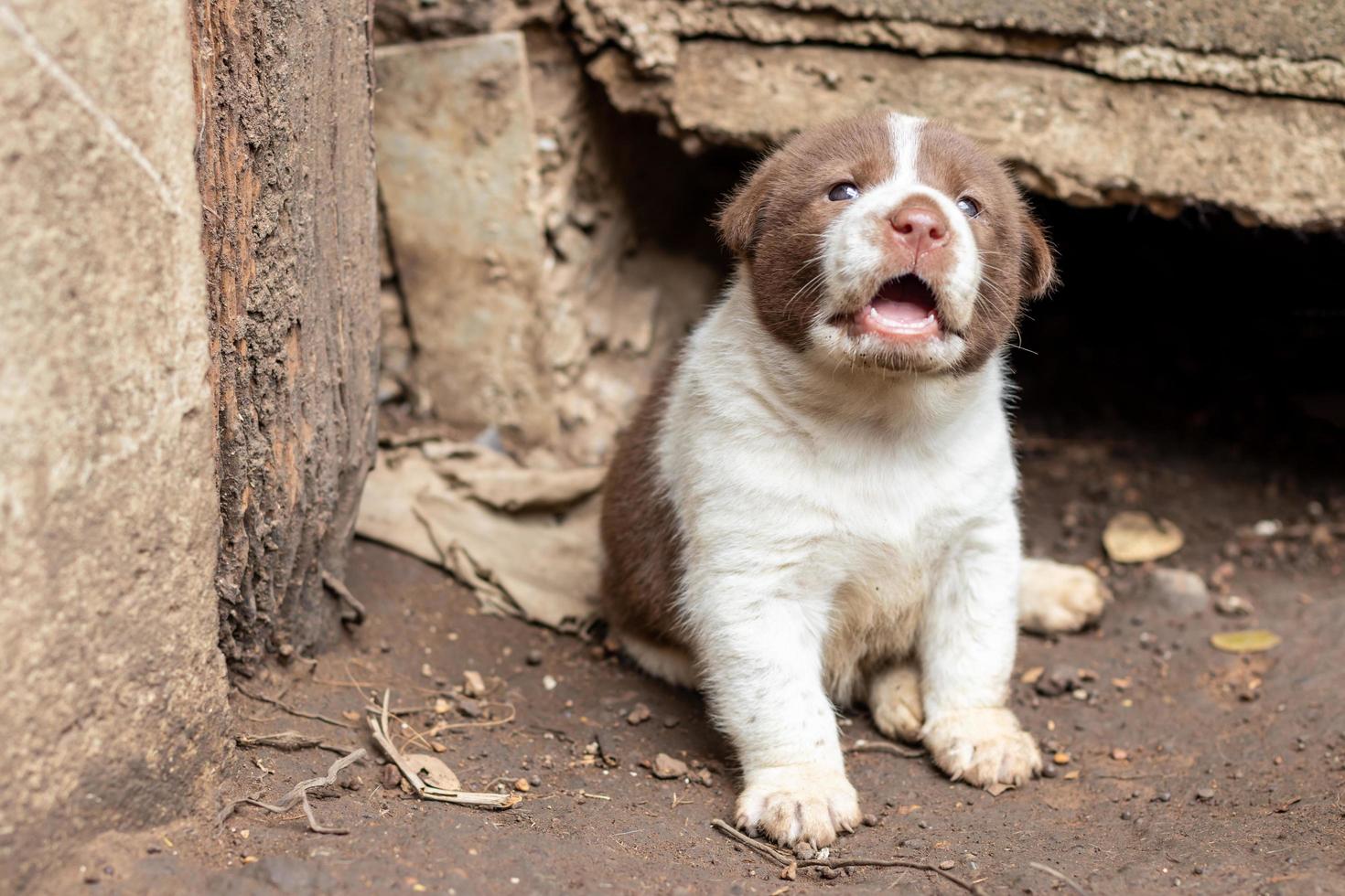 The white and brown Thai puppy lives in a burrow of concrete. photo