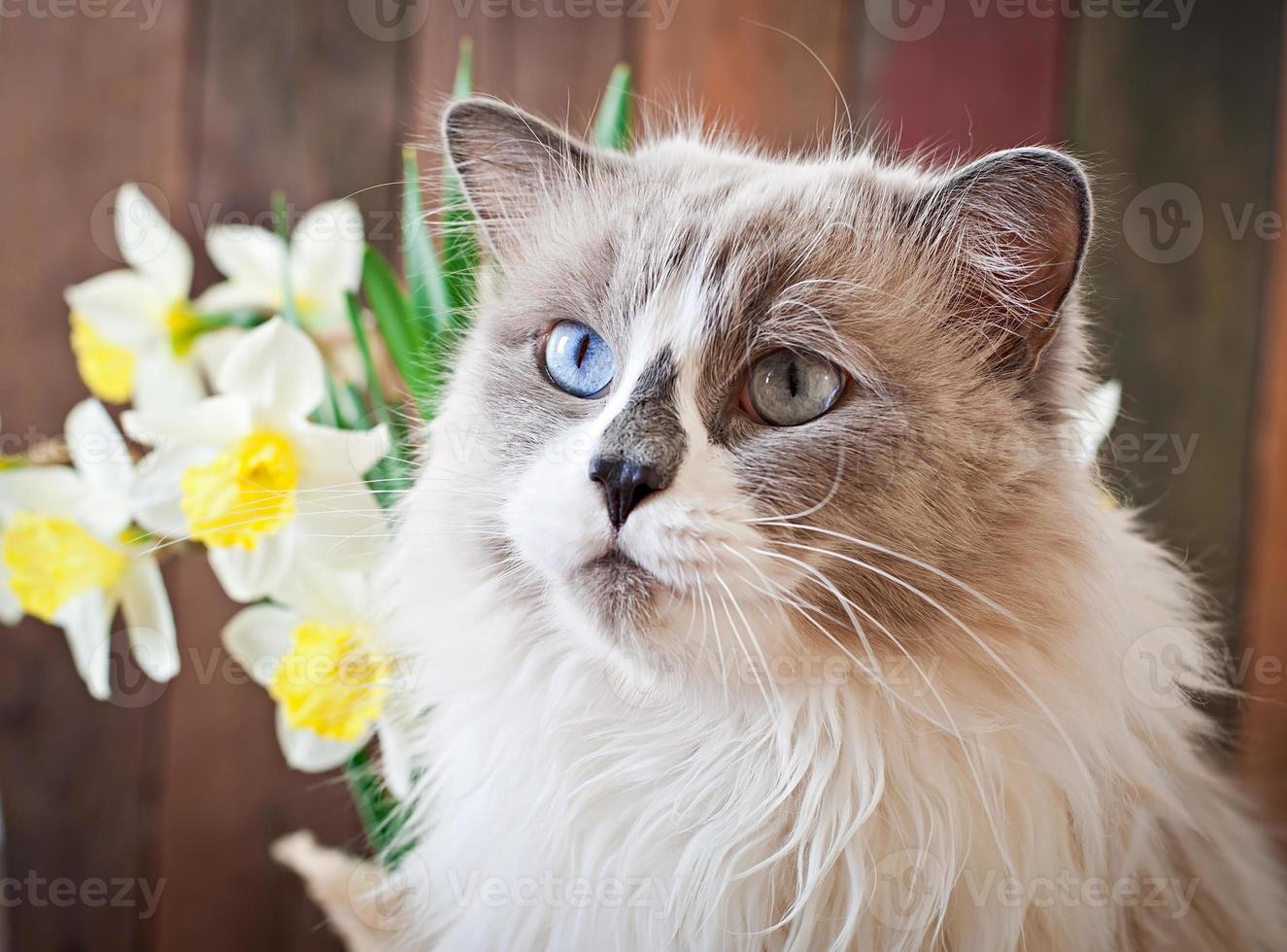 Ragdoll cat breed and a vase of narcissus on a wooden background photo