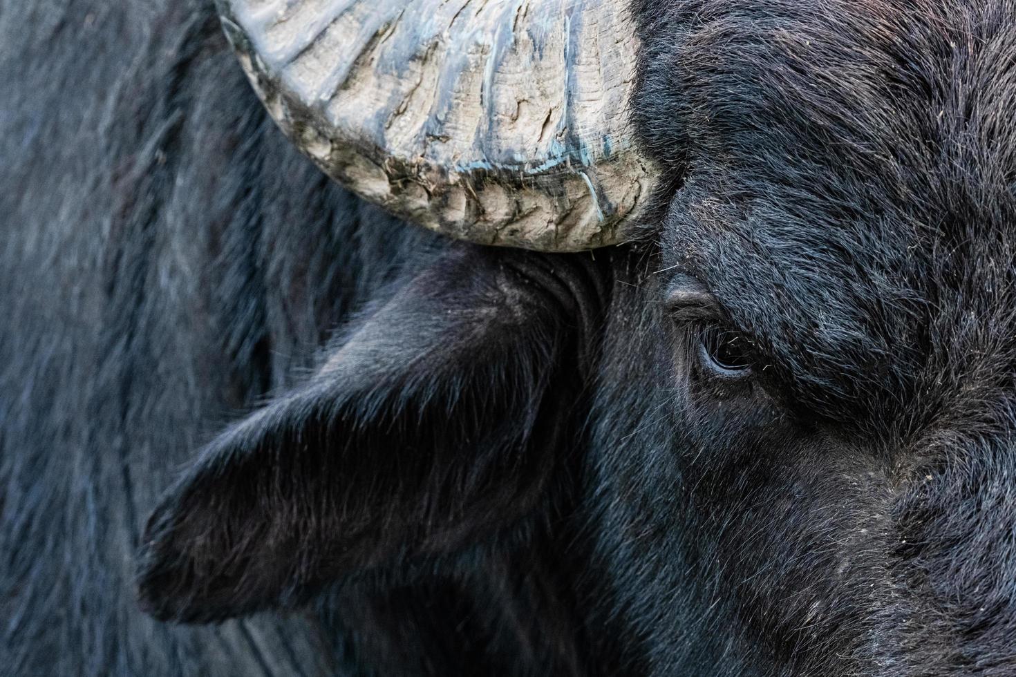 black water buffalo in the fields photo