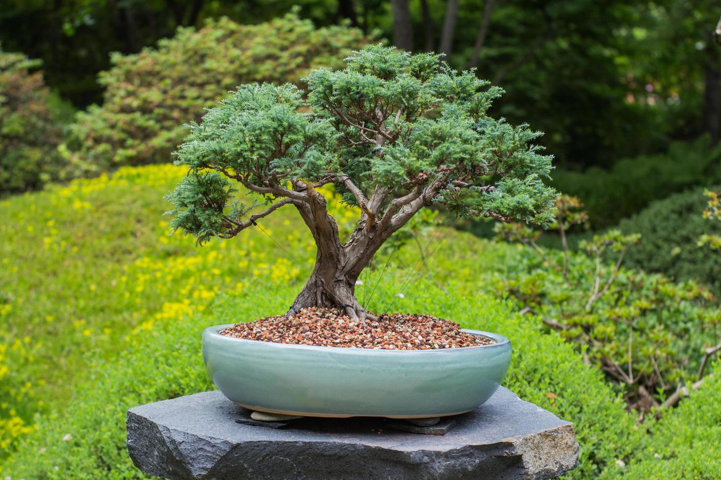 Close up picture of bonsai tree in japanese garden photo