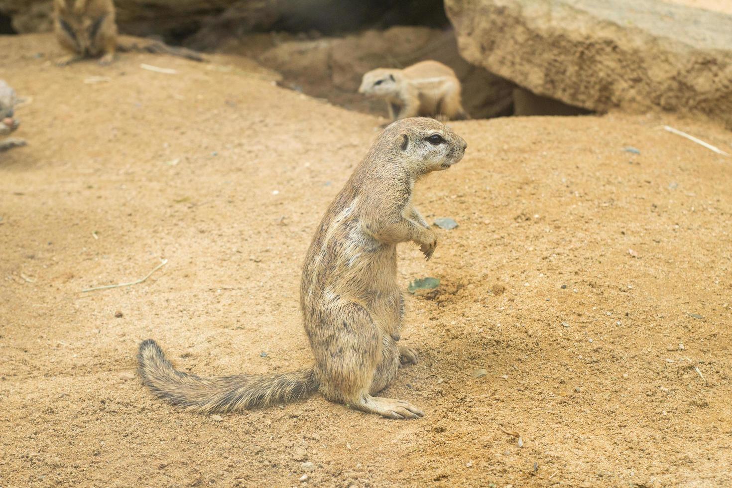 close up of meerkats in the zoo photo