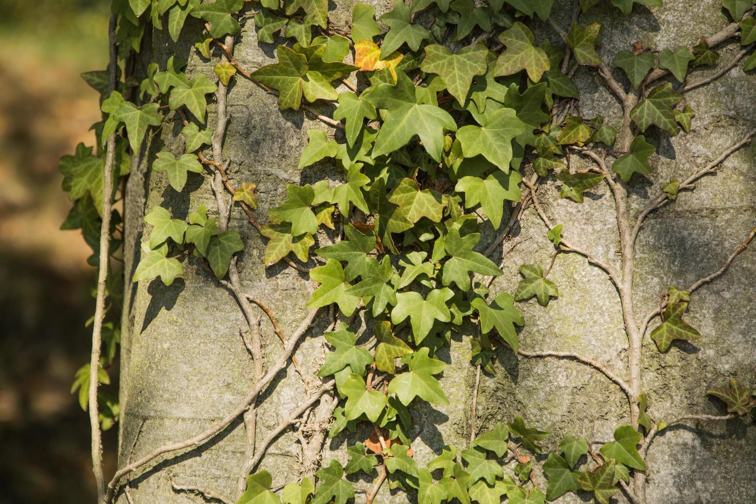 close up parts of modern gardening design, outdoors plants in summer time photo