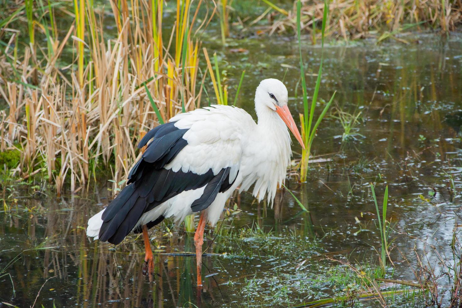 Close up of storks in the spring pond photo