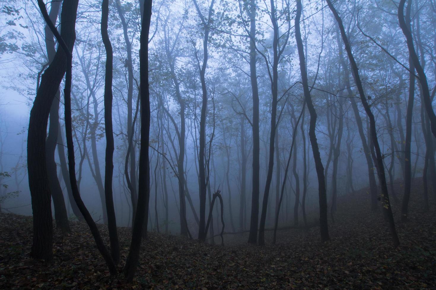 Landscape with foggy autumn park, many trees in cold blue colors photo