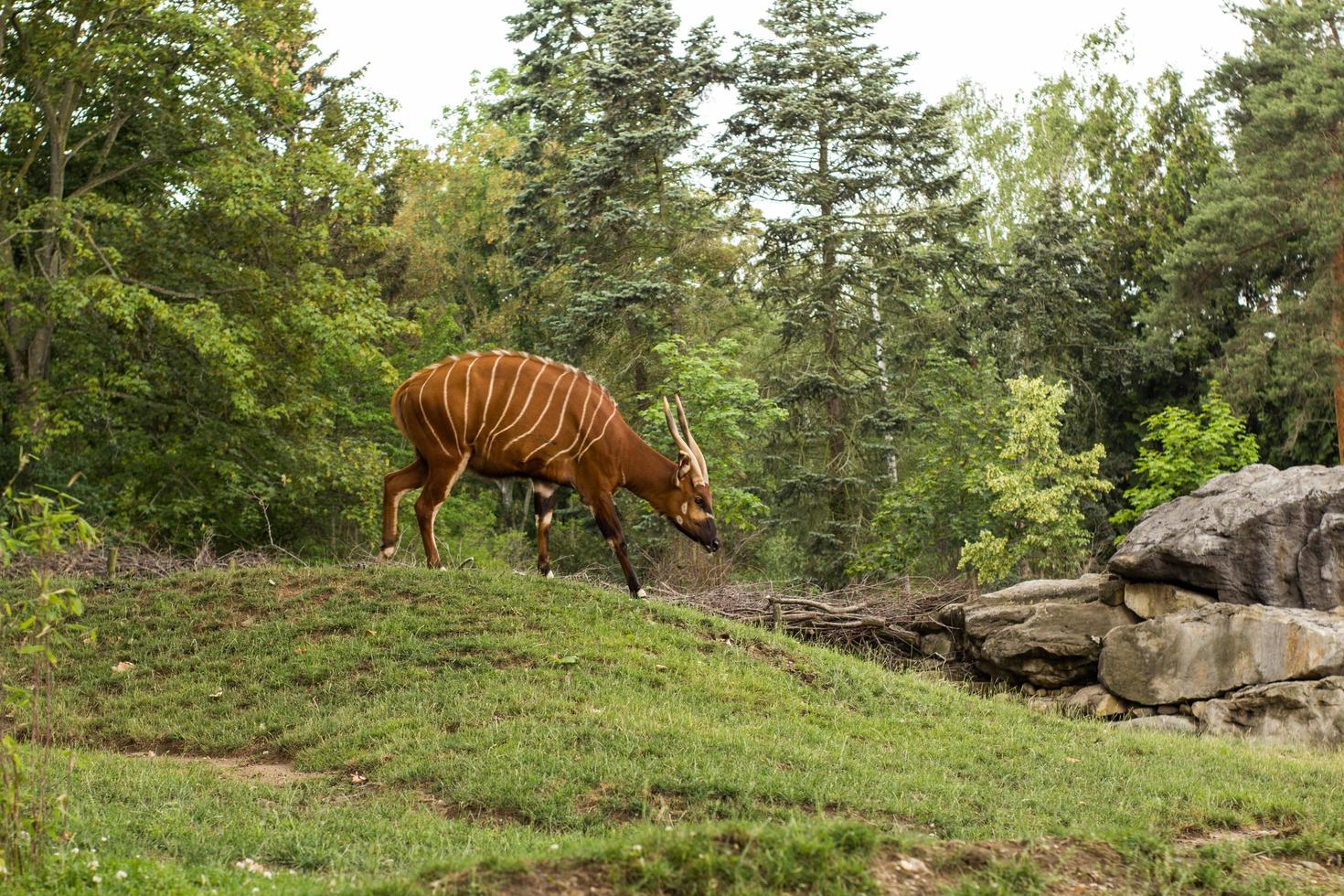 Bongo antelope walking alone in the zoo photo