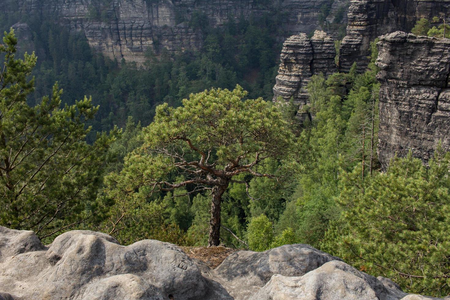 Landscape in mountains in Czech Switzerland national park, pine forest and rocks photo