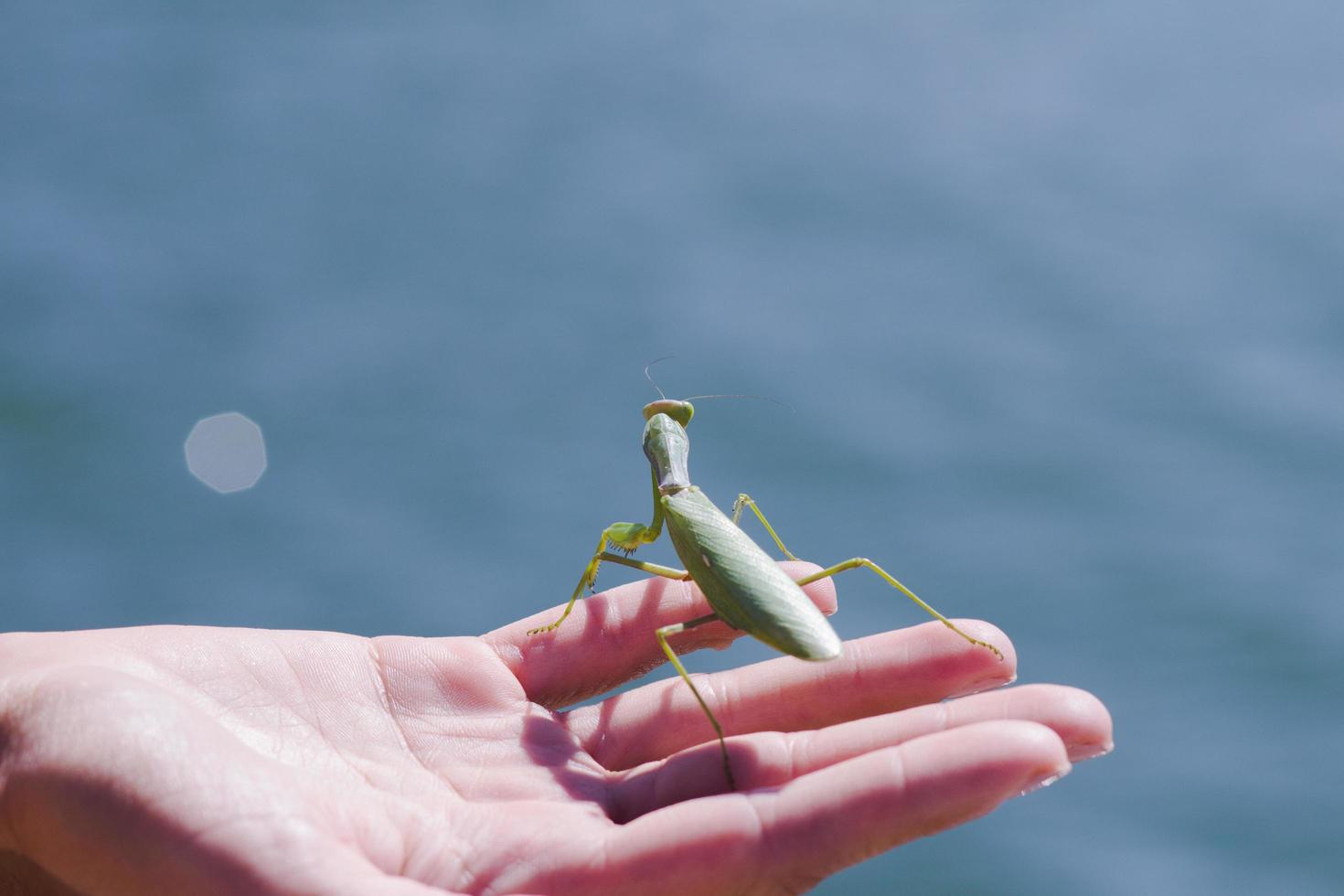 Macro picture of big green mantis photo