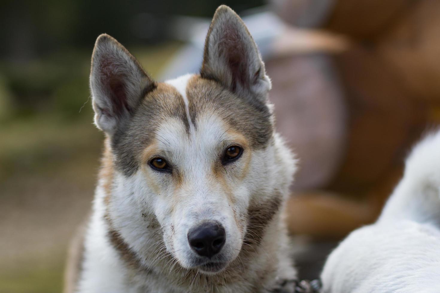 west siberian laika, russian hunting dog, wild wolfdog photo
