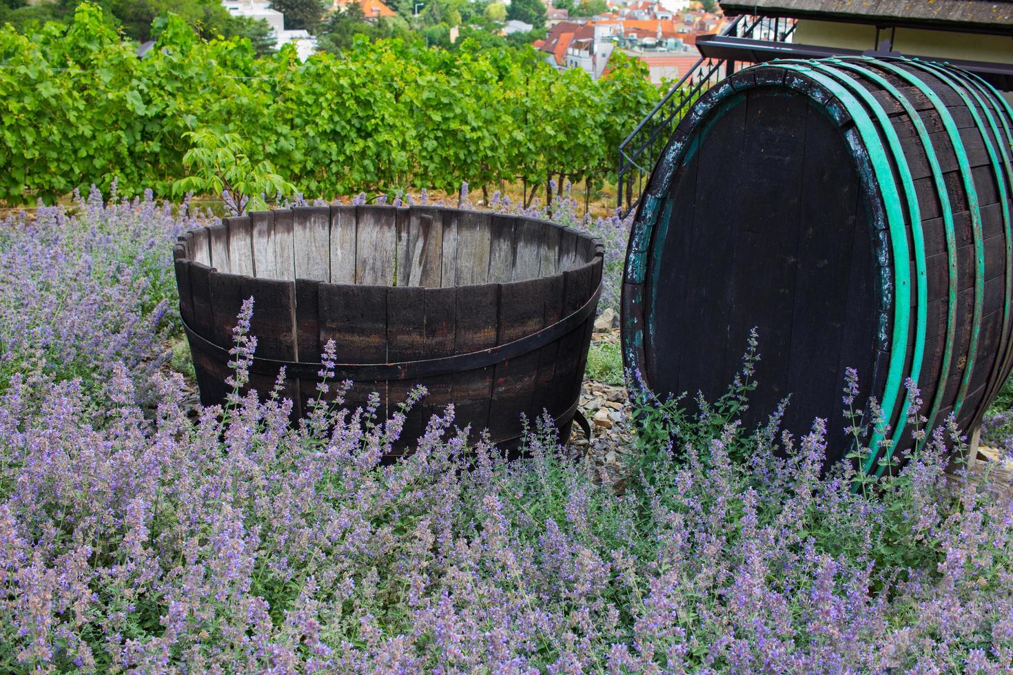 Landscape of vineyard in chez republic, garden in prague at summer time photo