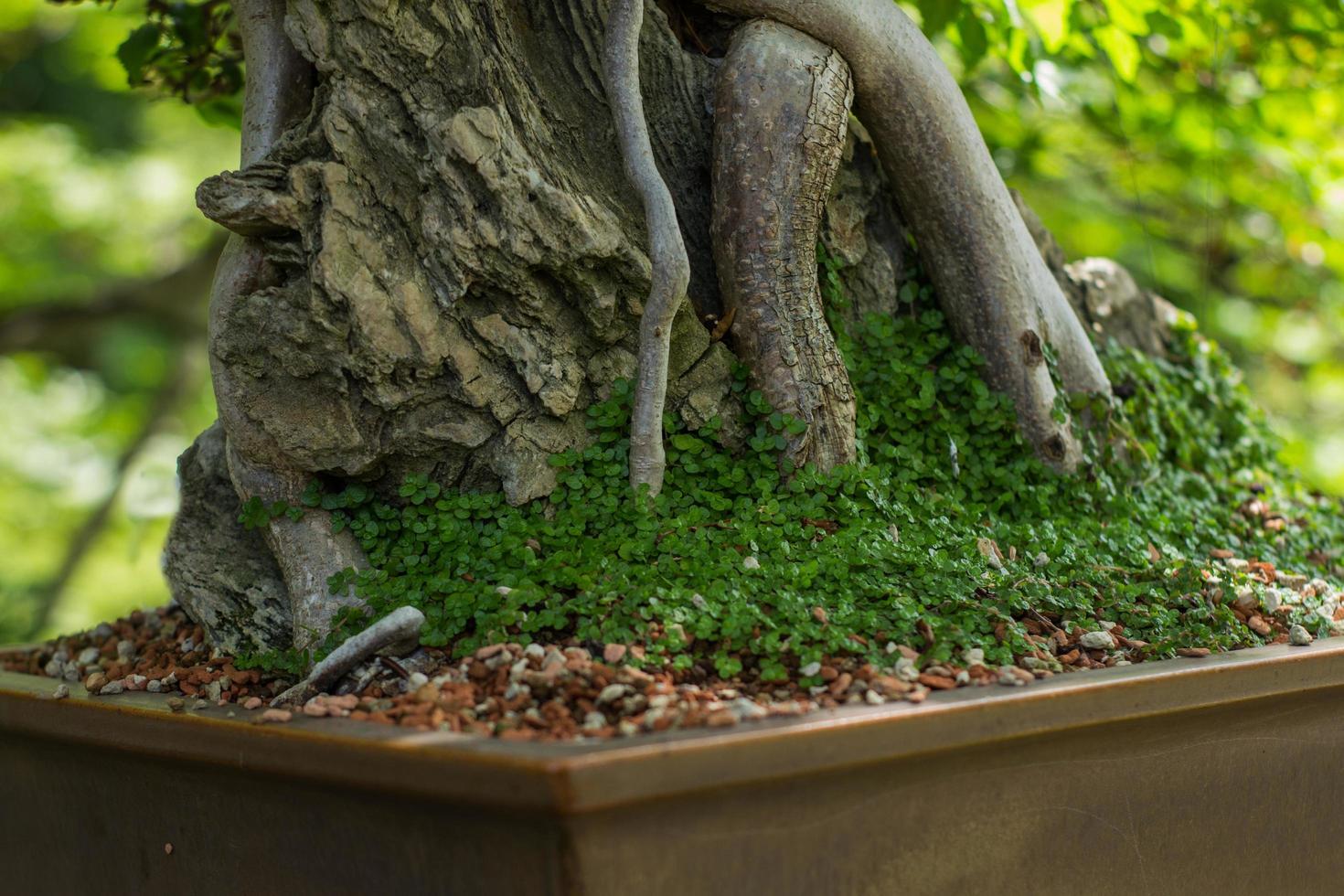 Cerrar imagen de bonsái en el jardín japonés. foto