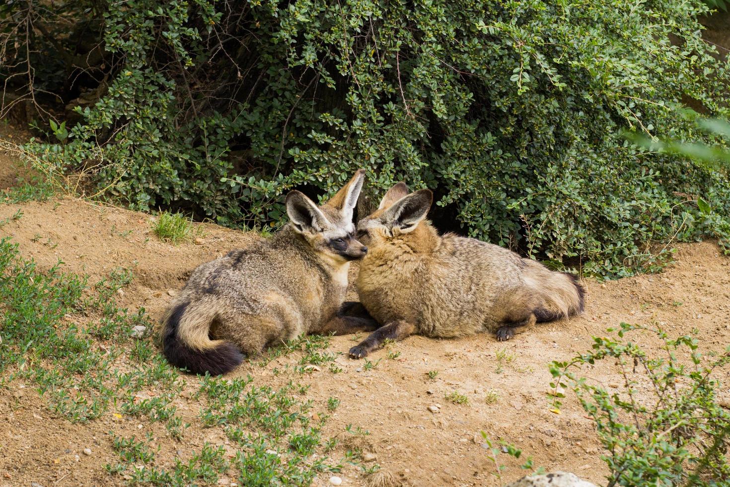 Close up portrait of african foxes in the zoo photo