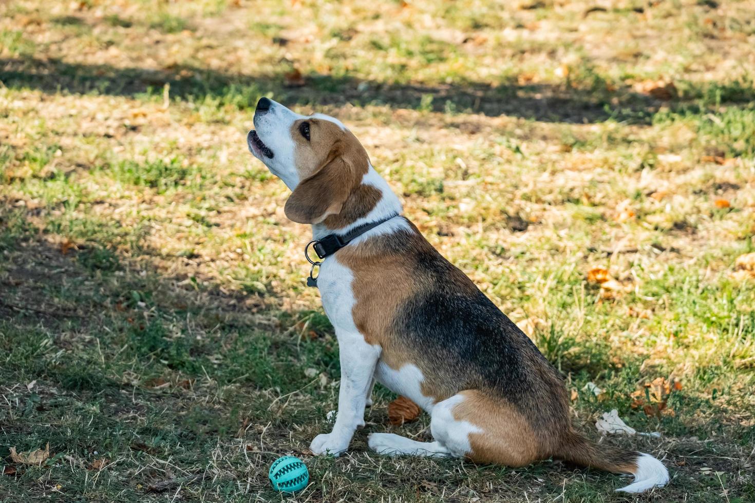 portrait of the beagle dog outdoors on the grass photo