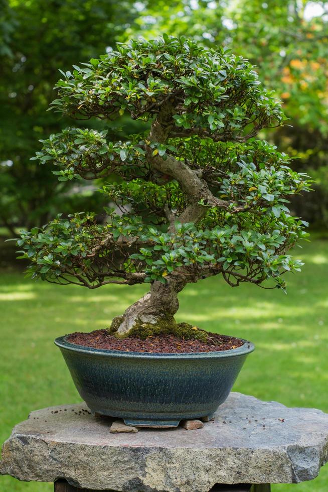 Cerrar imagen de bonsái en el jardín japonés. foto