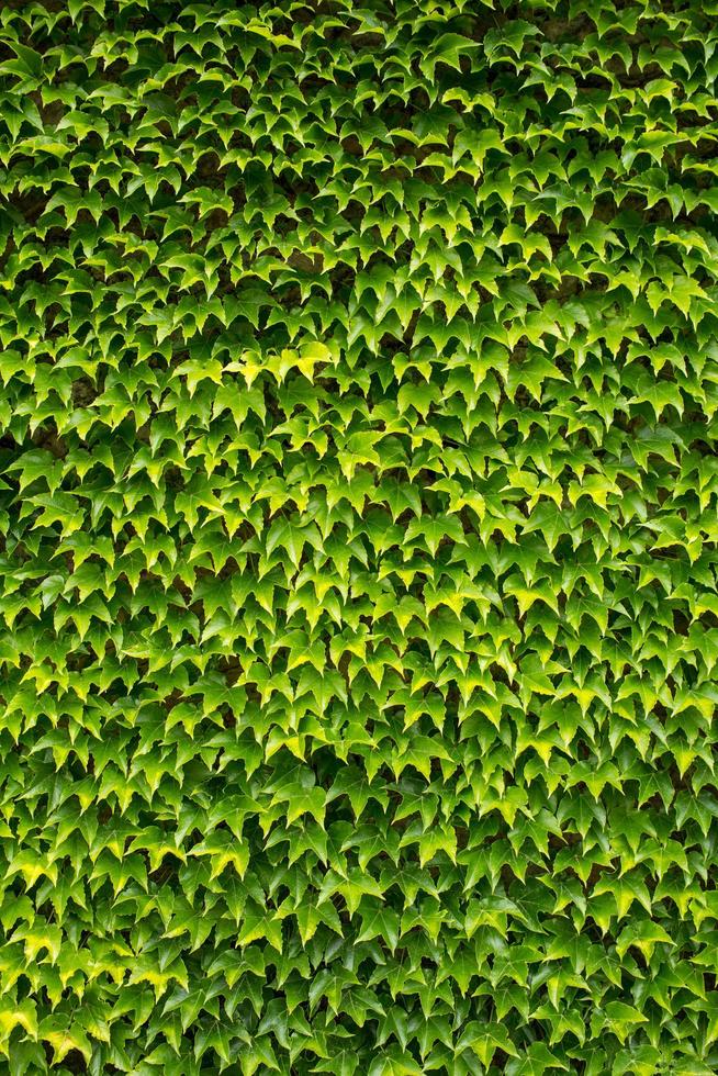 fondo de hiedra verde, gran pared de hojas foto