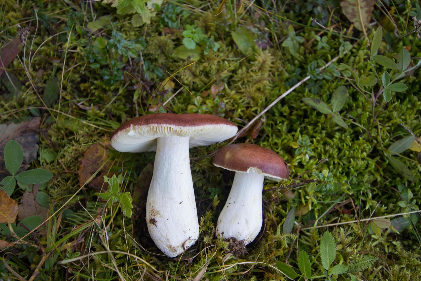 hongos en el bosque, imagen otoñal del bosque, fondo de madera foto