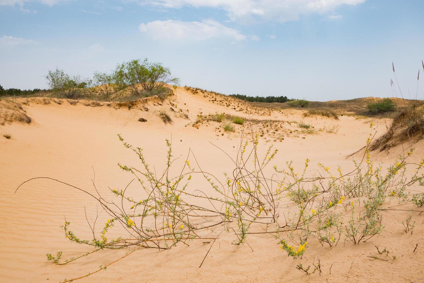 paisaje en arenas oleshky, desierto en ucrania foto