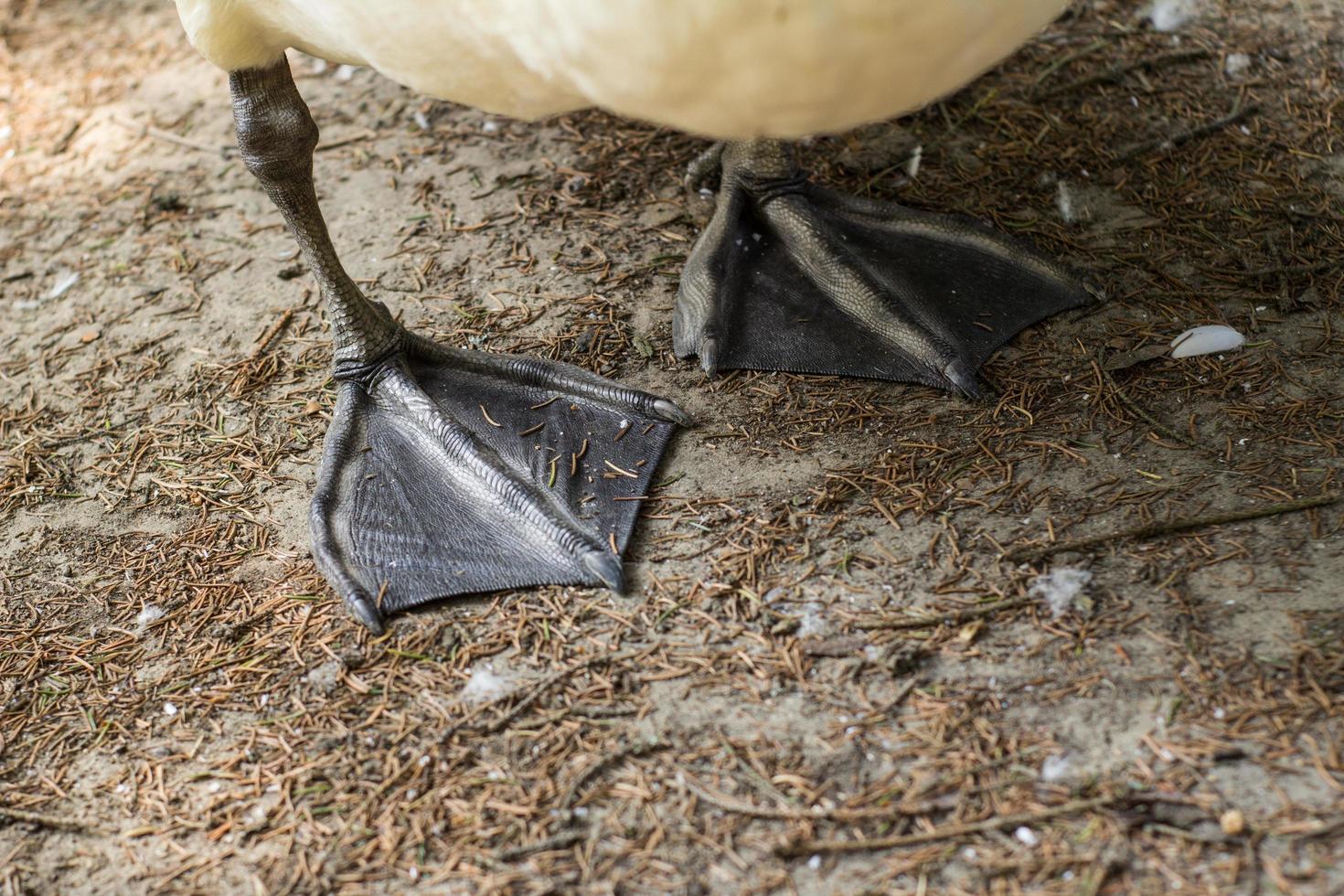 Close up of black swan paws on the ground photo