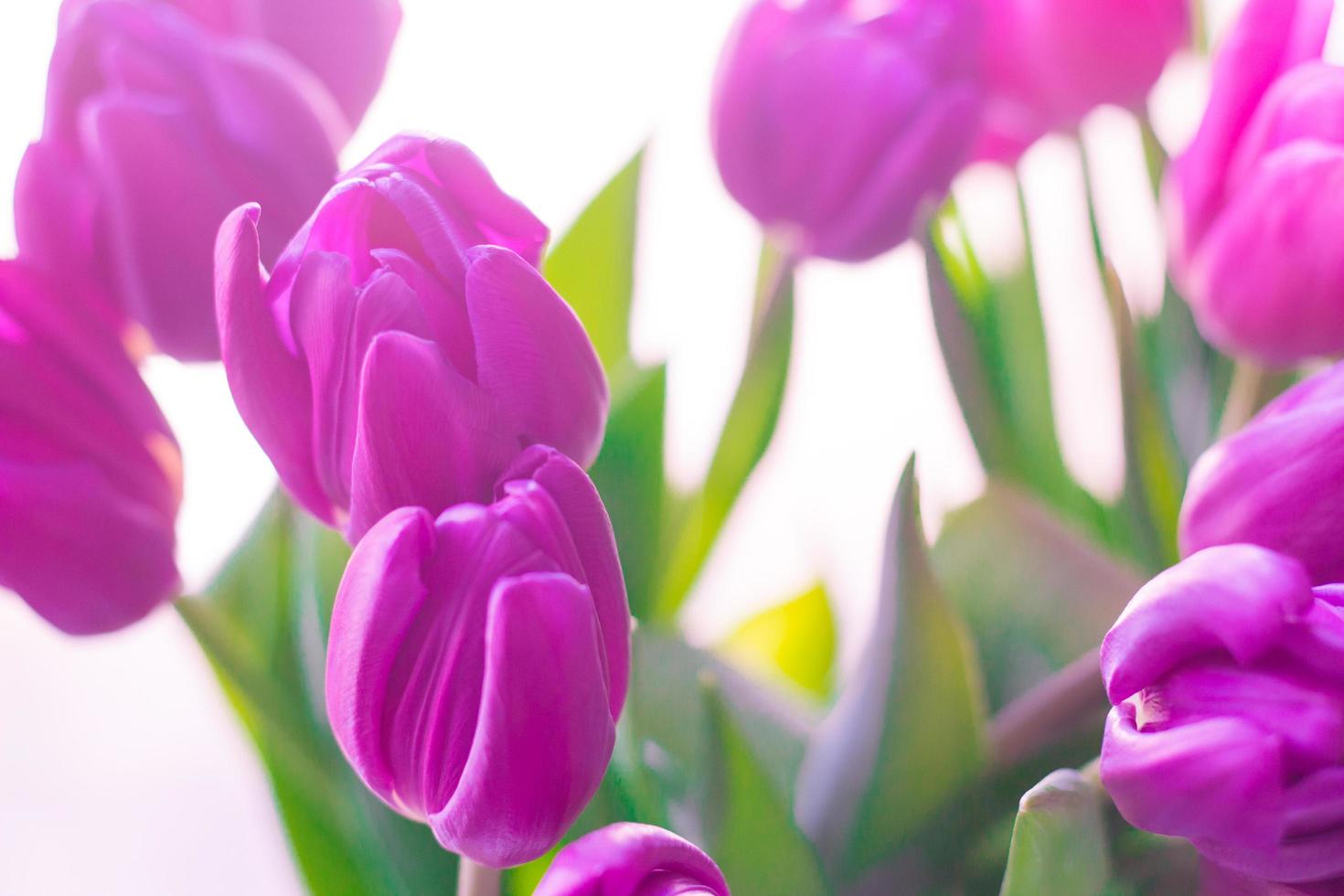 close up picture of fresh pink and purple tulips on table photo
