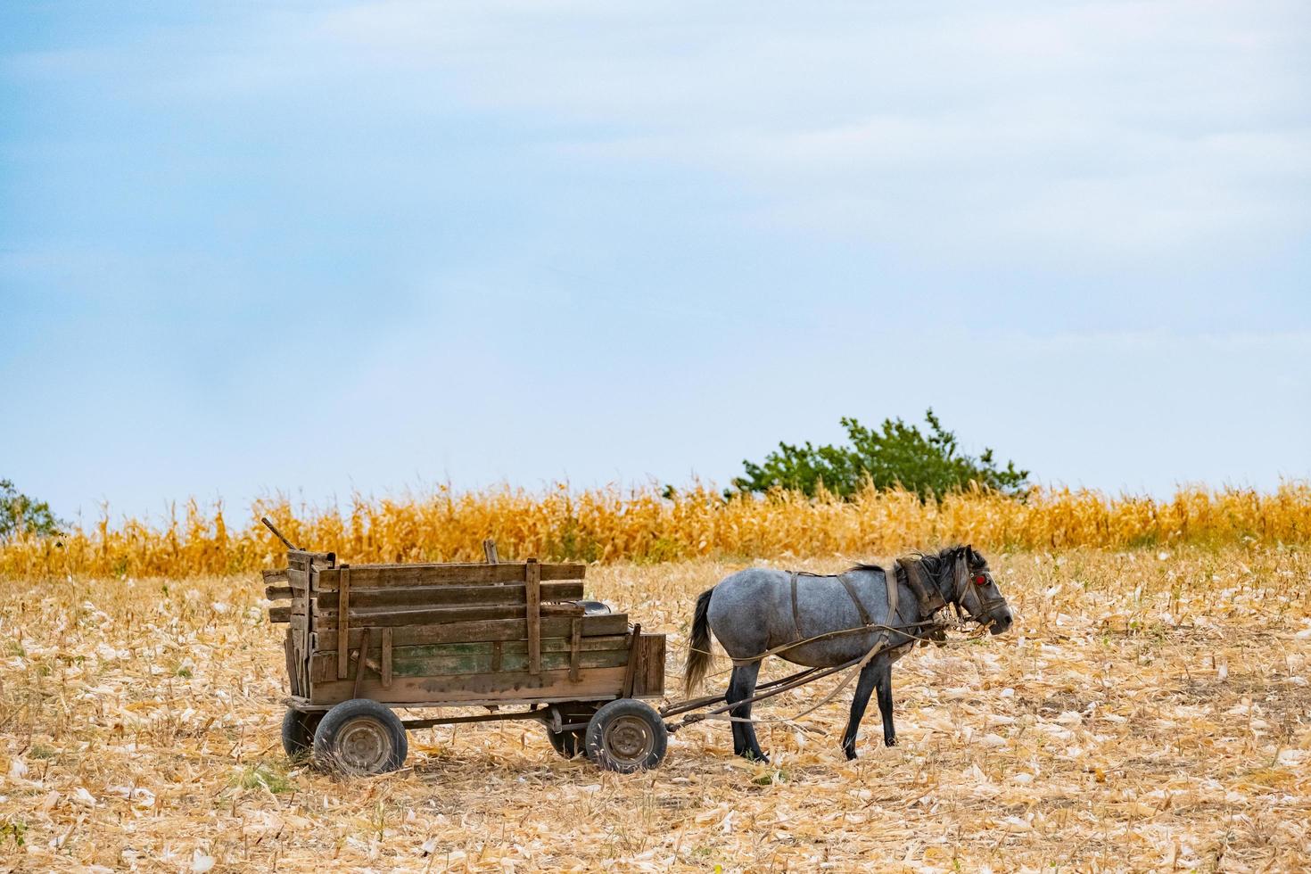 paisaje otoñal con campo de trigo y caballo con un carro, campo de maíz y caballo en un día soleado foto