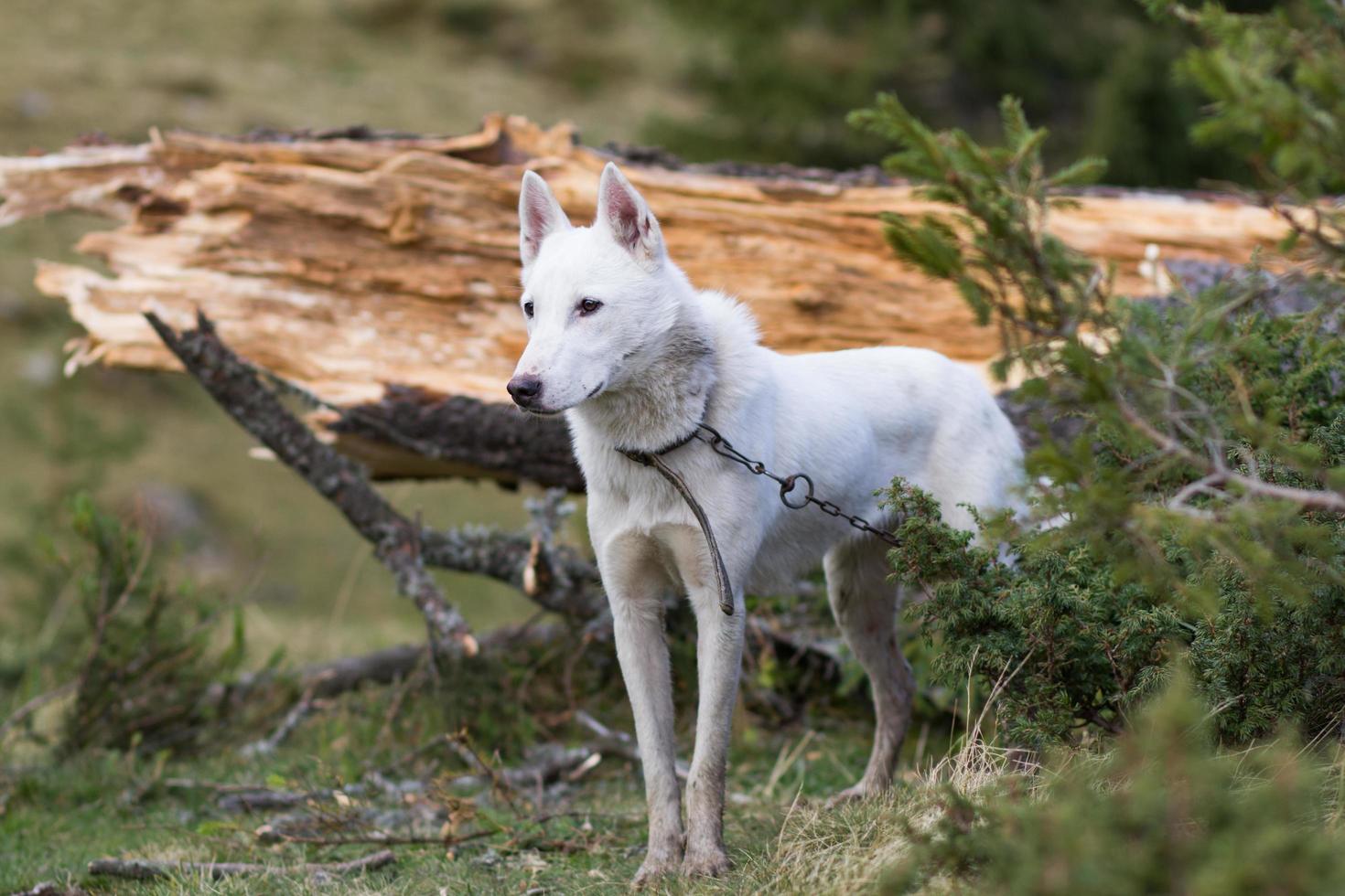 laika siberiana occidental, perro de caza ruso, perro lobo salvaje foto