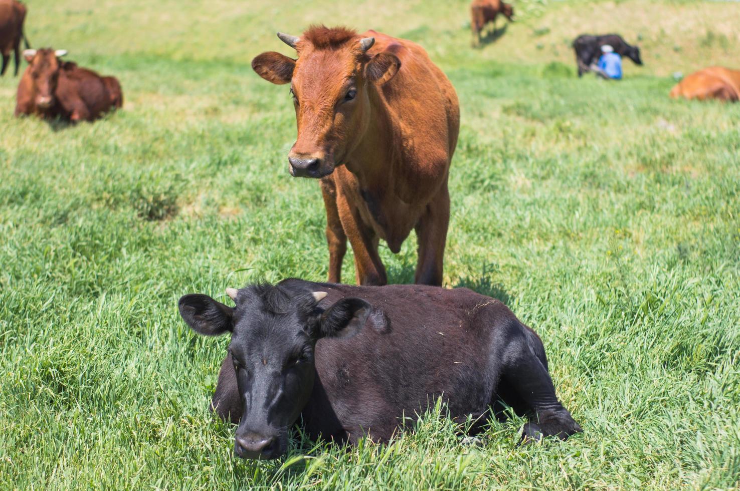 pasto de vacas cerca del río, muchas vacas sobre hierba verde en el día de verano foto