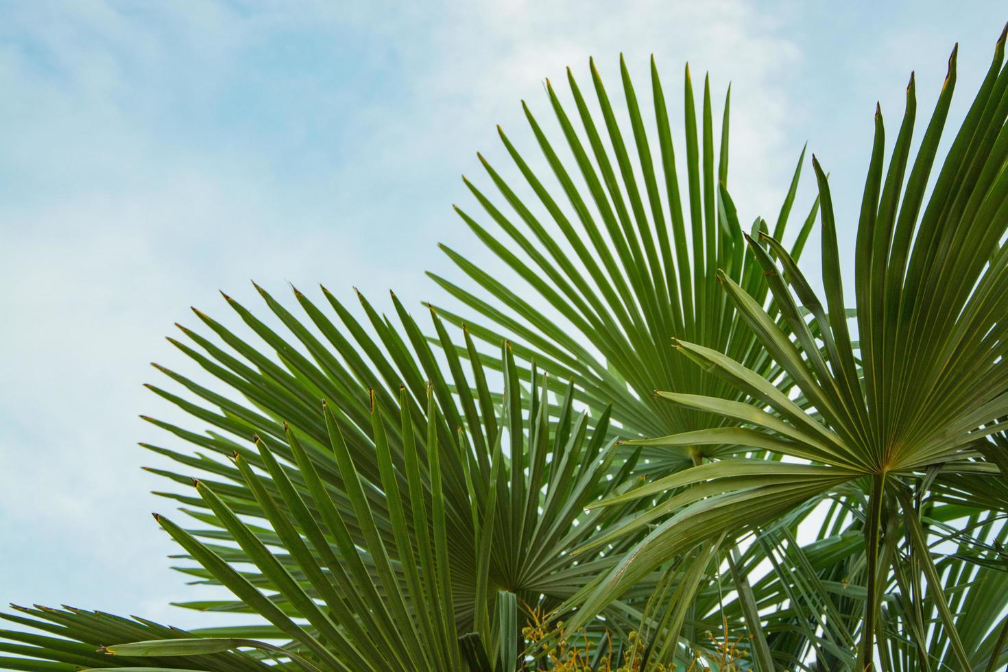 Close up greem palm leaves against blue sky photo