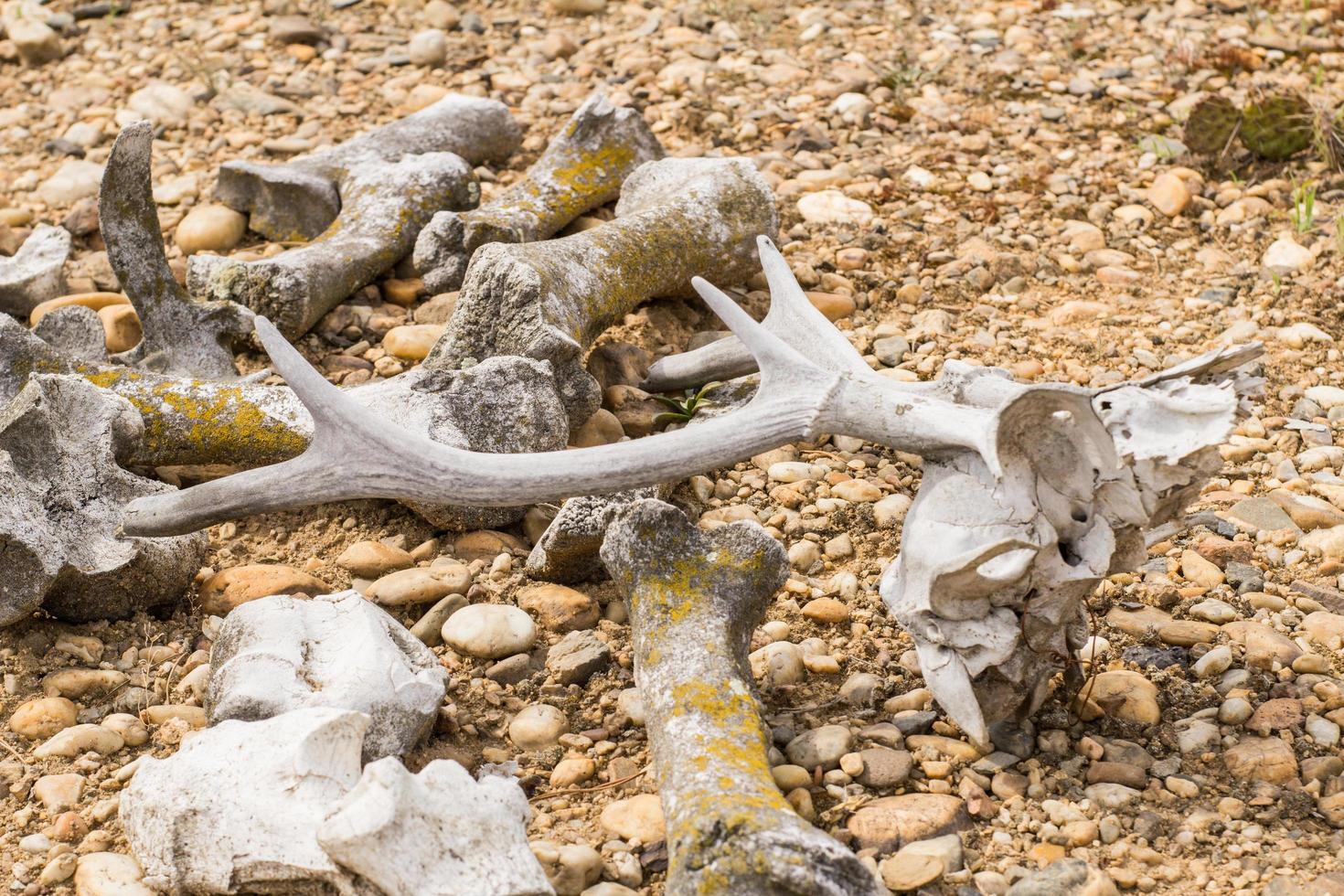 Many dry bones of animals in desert photo