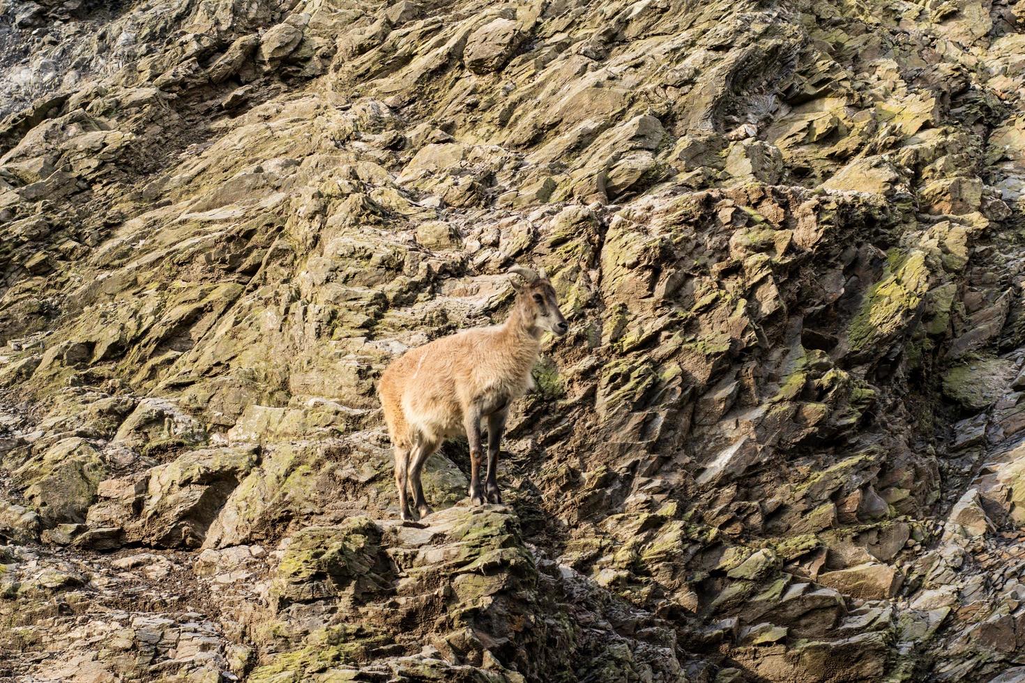 Wild mountain goat sitting on the cliff close up portrait photo