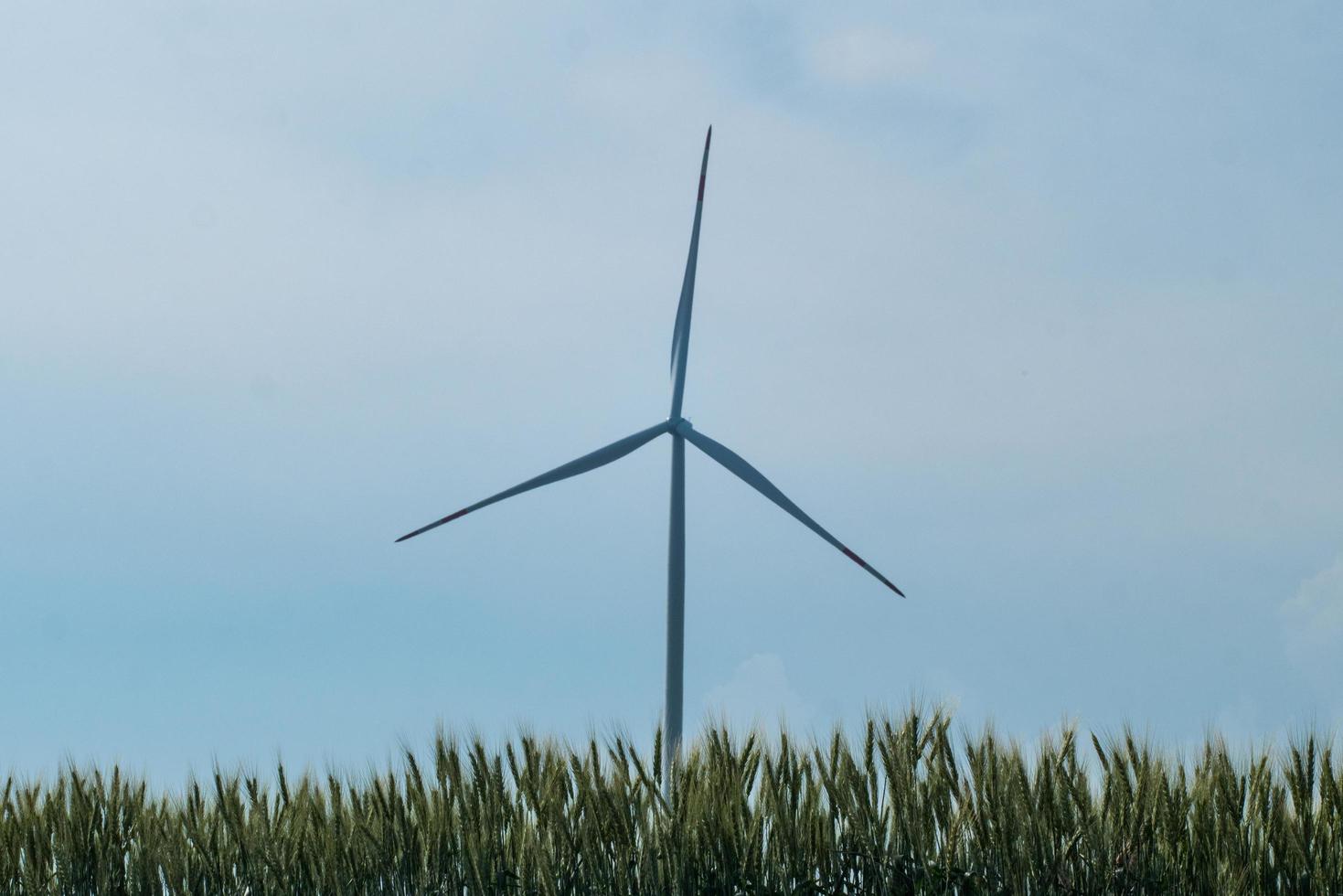windmills for electric power production in the wheat fields against blue sky photo