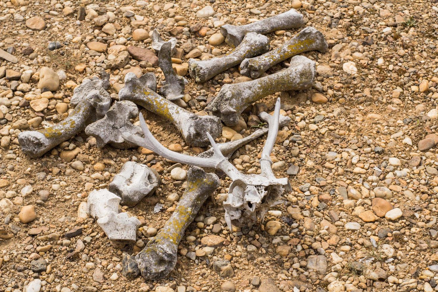 Many dry bones of animals in desert photo