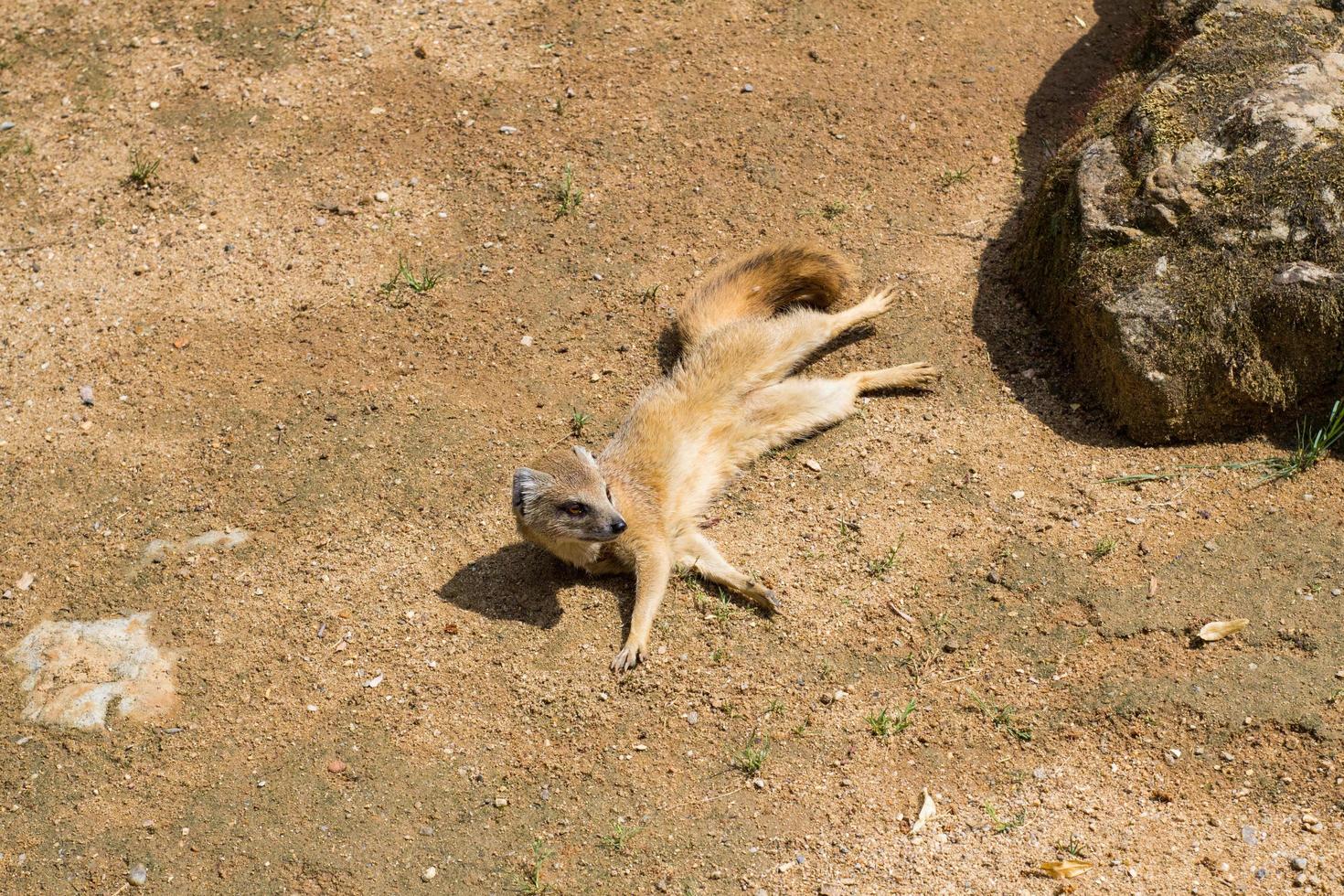 close up of meerkats in the zoo photo