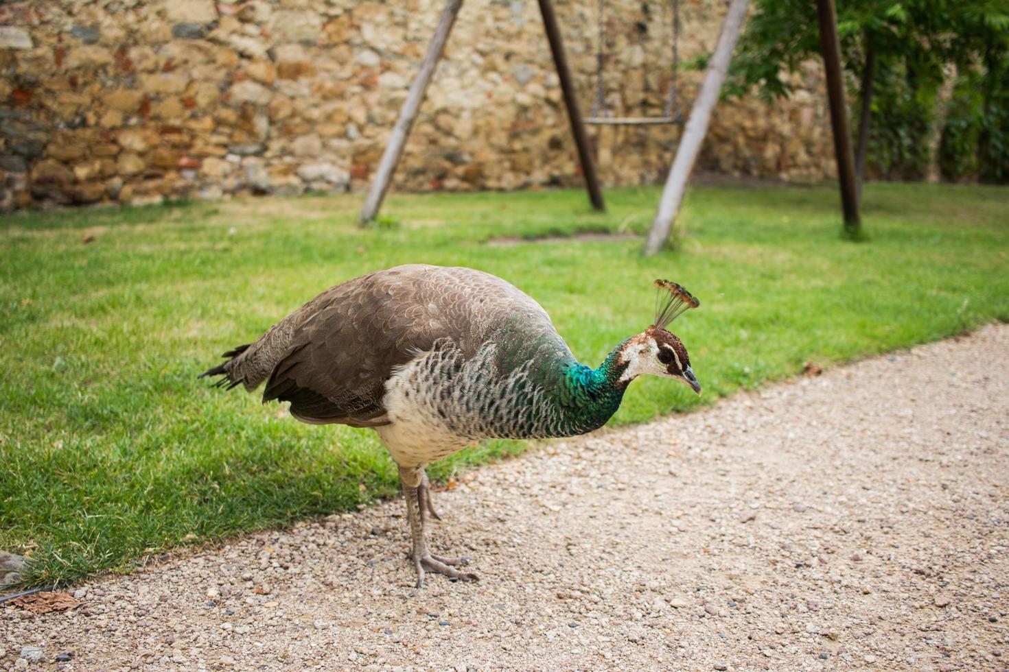 portrait of beautiful peacock in the park photo