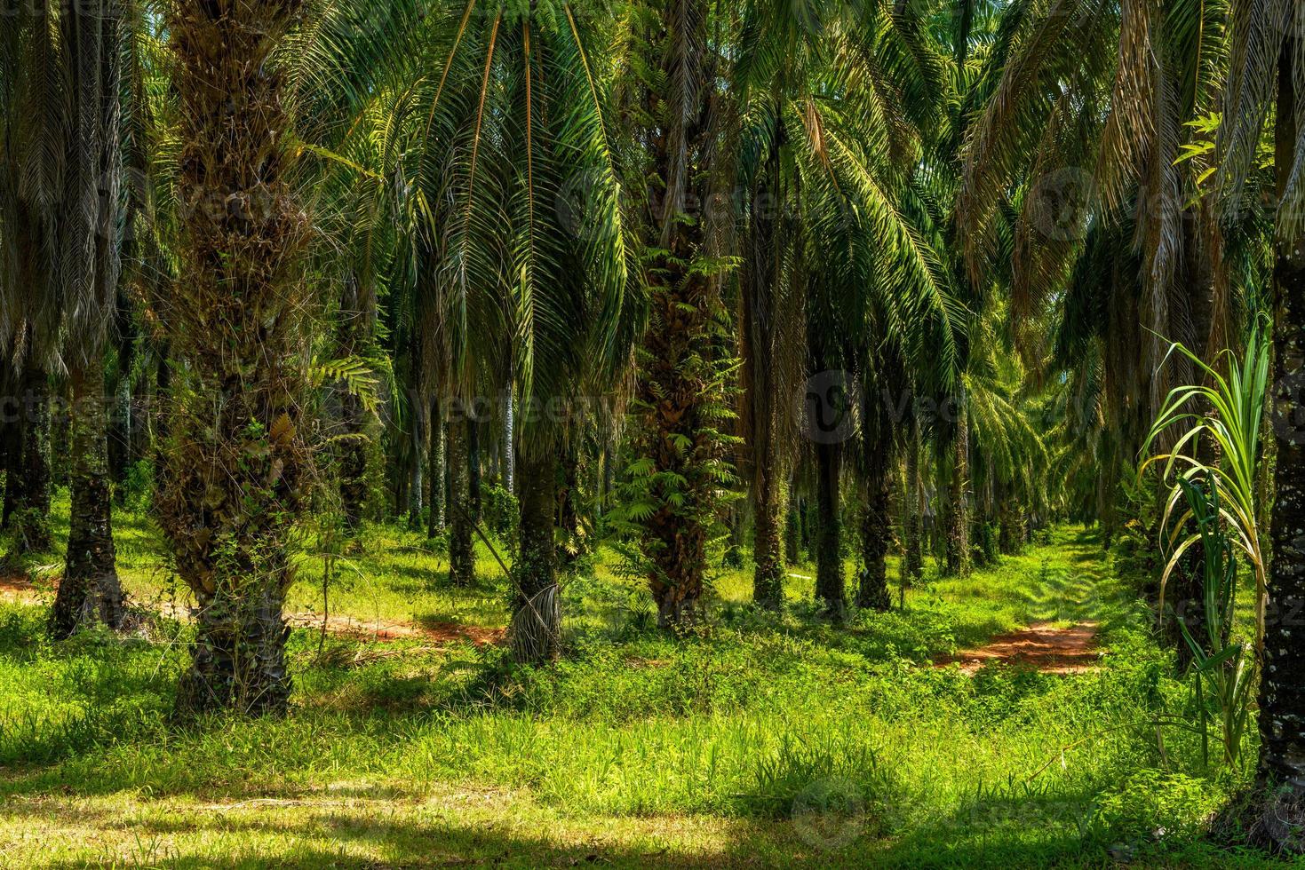 plantación de palmas de aceite, que el parque nacional bok khorani, krabi, tha foto