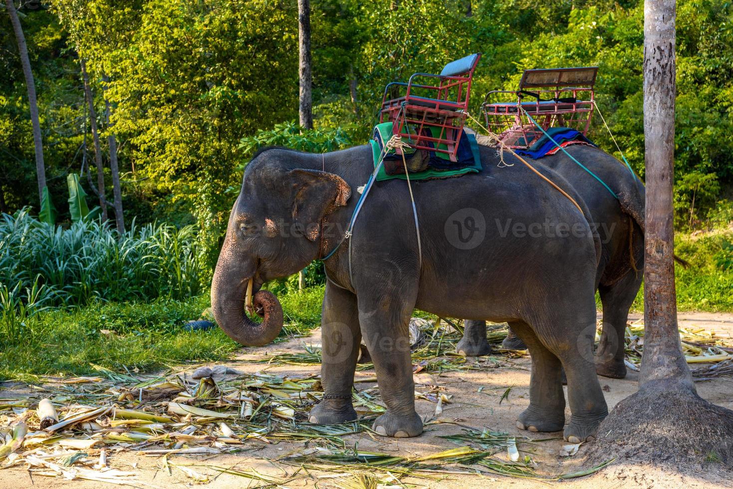 Thai asian asiatic elephant, Koh Phangan island, Suratthani, Tha photo