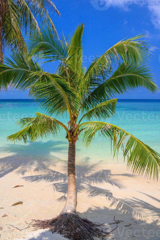 Coconut palms on tropical Haad Yao beach, Koh Phangan island, Su photo