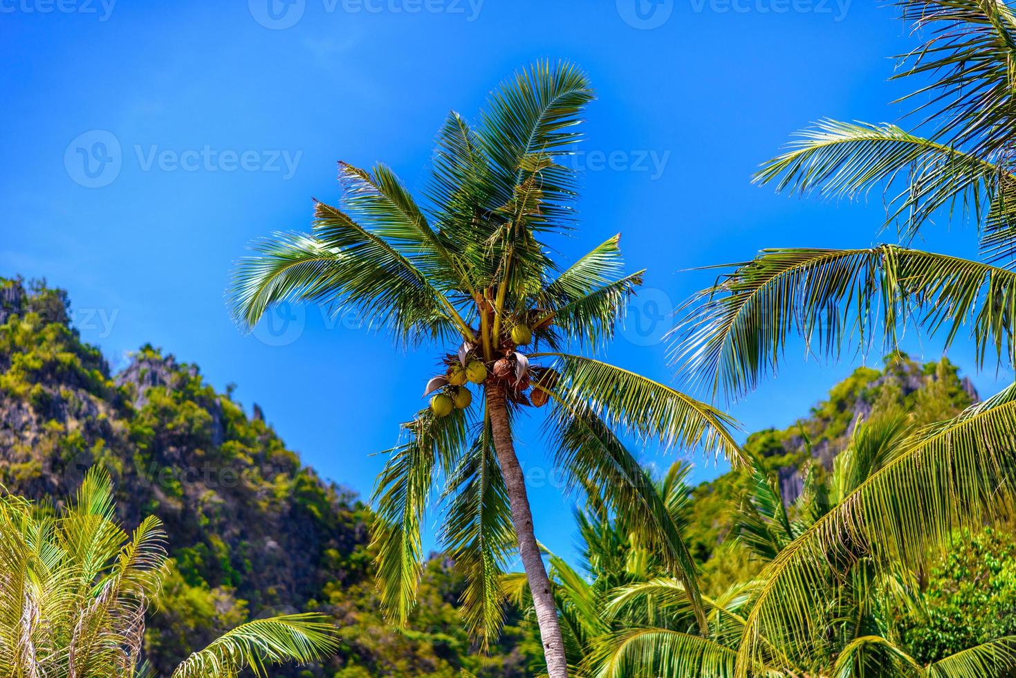 Coconut palm with coconuts with a blue sky, Railay beach west, A photo