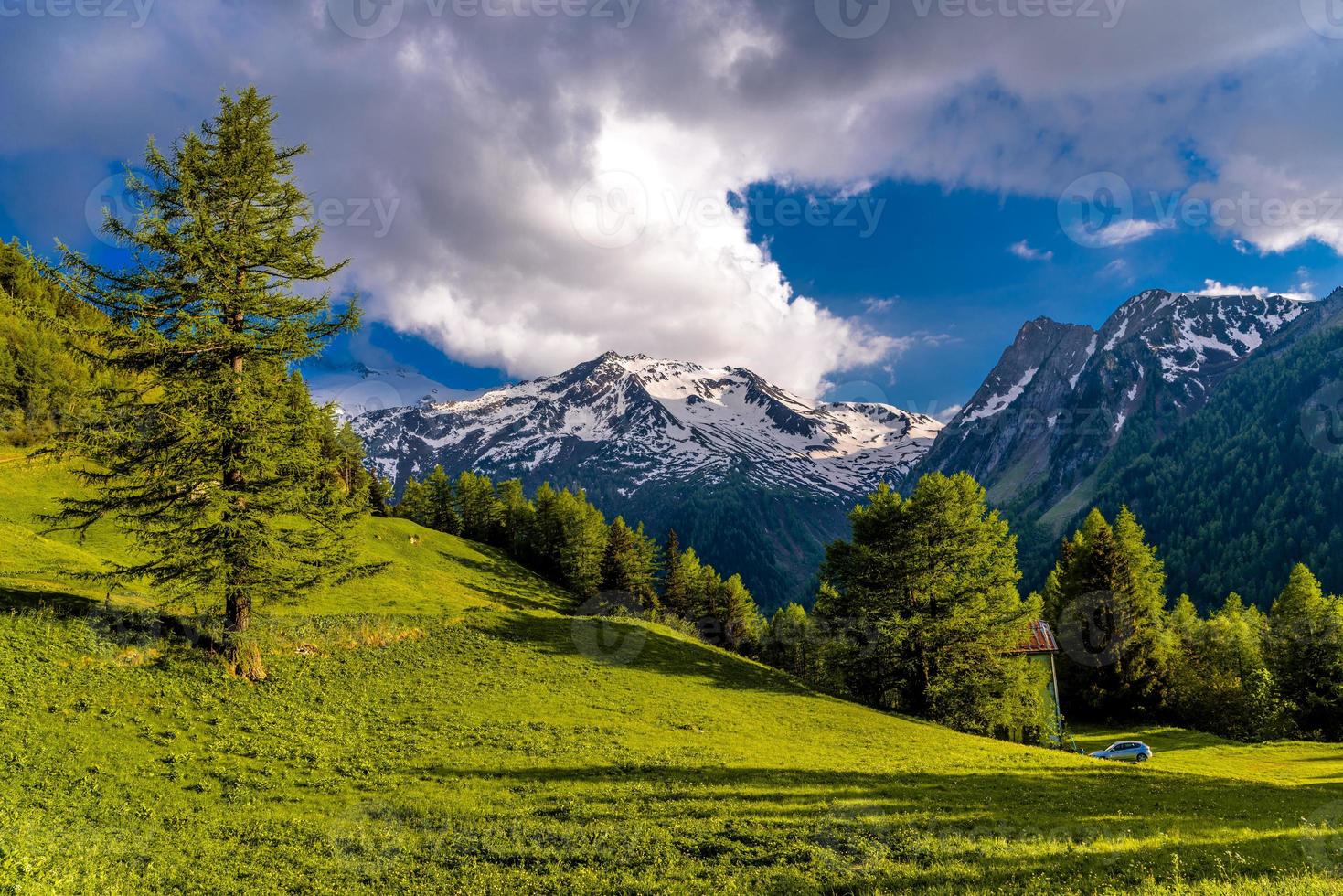 árboles de pino en los campos en las montañas de los alpes, martigny-combe, martigny, foto