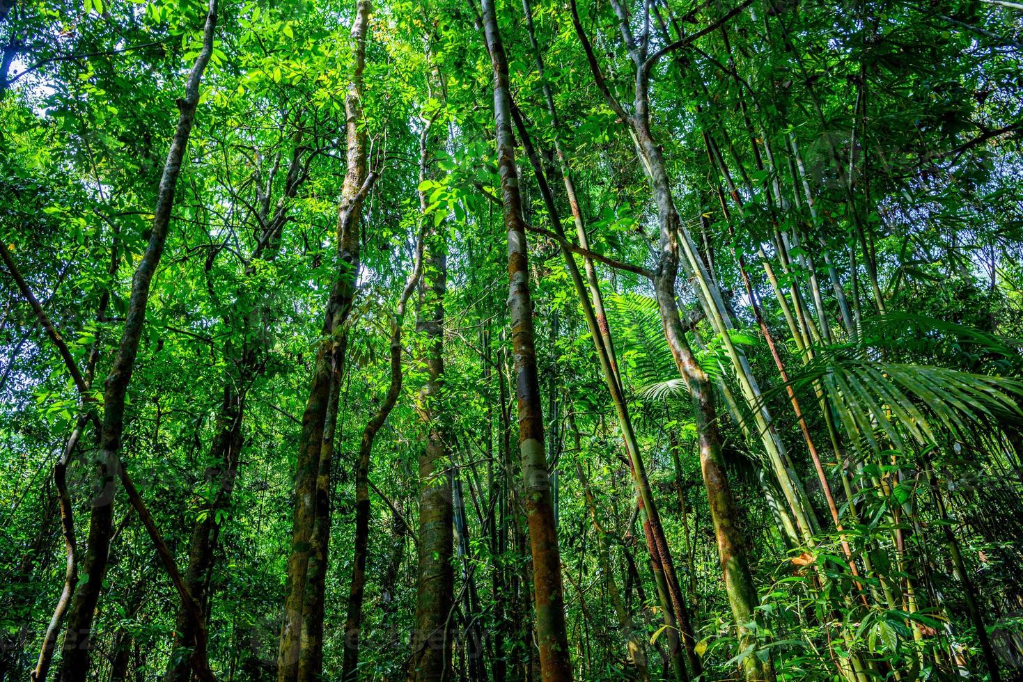 árboles en el bosque de la selva, parque nacional khlong phanom, kapong, pha foto