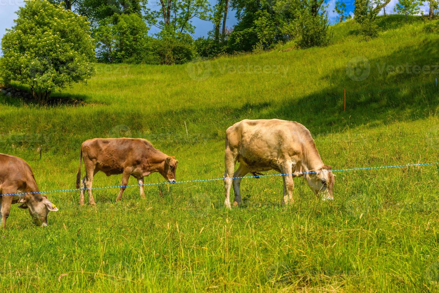 Brown cows eating grass in Alps village, Grabs, Werdenberg, St. photo