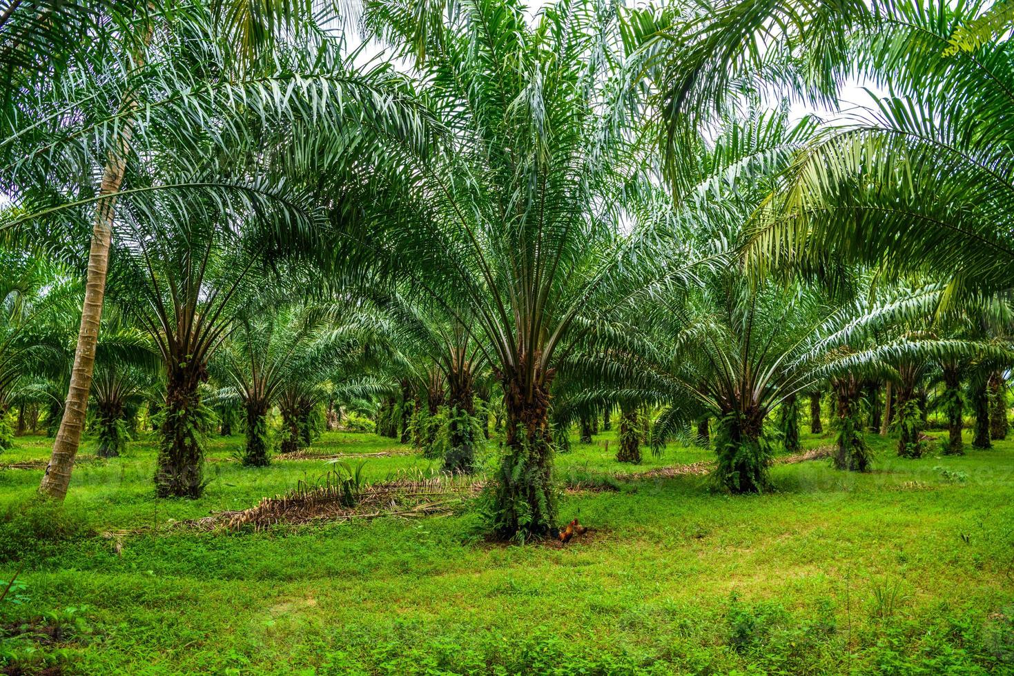 Oil palms plantation, tropical jungle, Phang-nga, Thailand photo