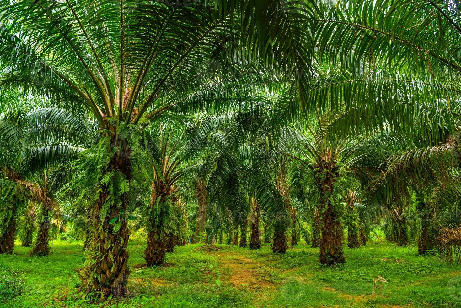 Oil palms plantation, tropical jungle, Phang-nga, Thailand photo