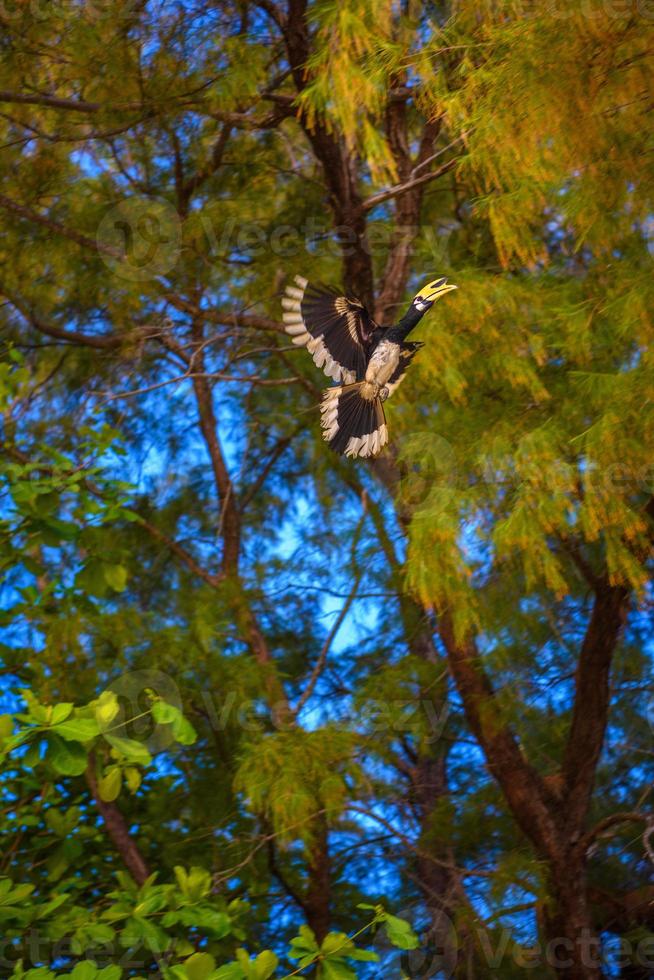 Hornbill bird Bucerotida flying among trees, Railay beach west photo