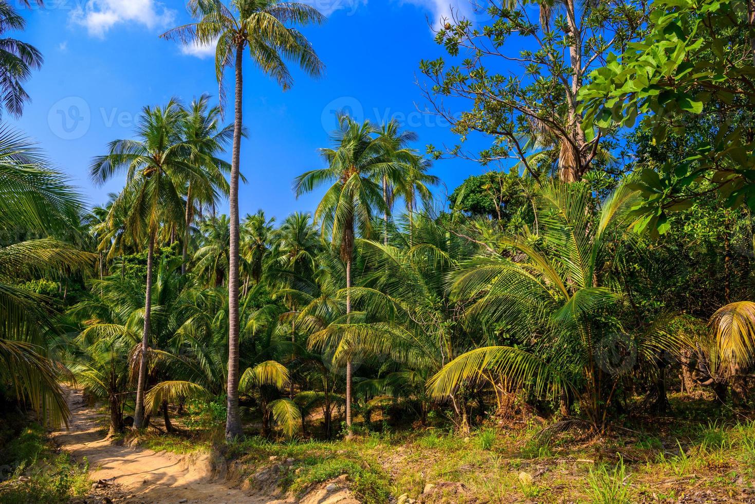 Coconut palms in jungles, Koh Phangan island, Suratthani, Thaila
