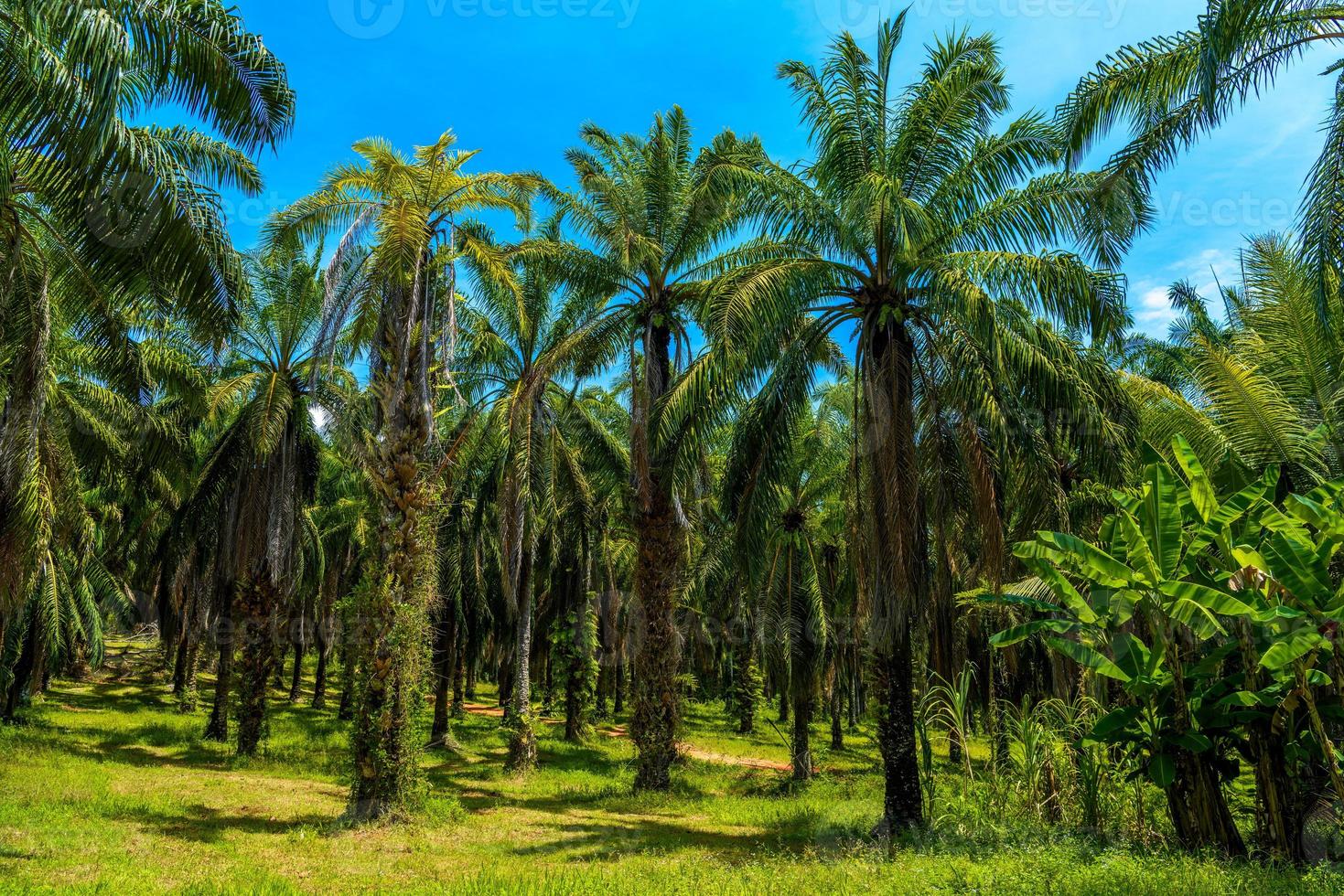 plantación de palmas de aceite, que el parque nacional bok khorani, krabi, tha foto